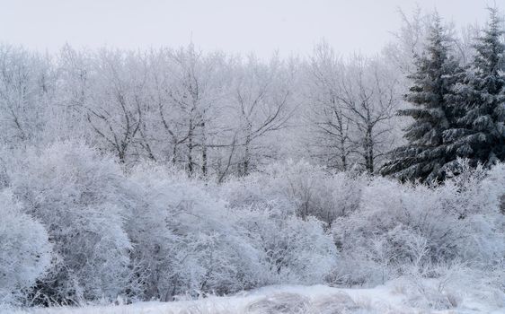 Hoar frost scene in Riding Mountain Manitoba