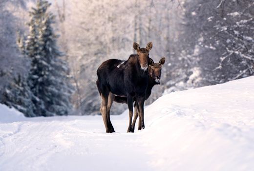 Moose in the Snow in Riding Mountain Provincial Park Canada