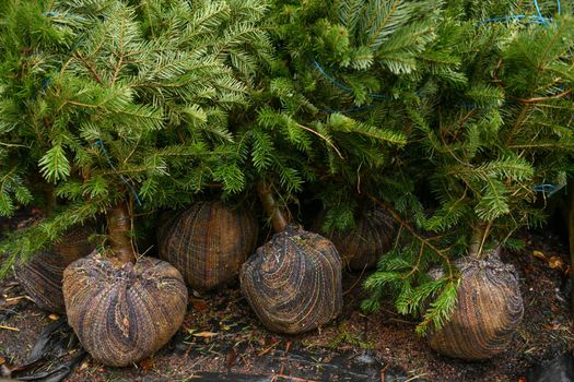 Christmas trees for sale on a market for growing