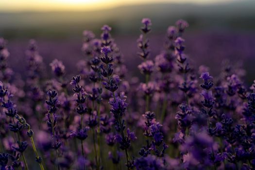 Lavender flower close-up in a lavender field against a sunset background