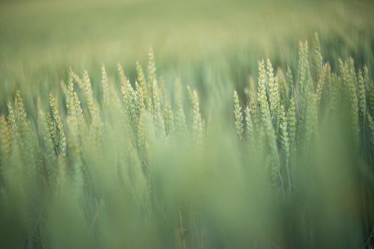 Green wheat field close up. Spring countryside scenery. Beautiful nature landscape. Juicy fresh ears of young green wheat. Agriculture scene. Abstract blurred background.