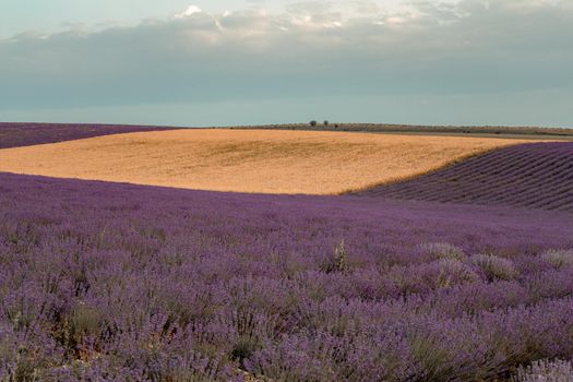 Lavender flower field, Blooming purple fragrant lavender flowers. Growing lavender swaying in the wind, harvesting, perfume ingredient, aromatherapy.