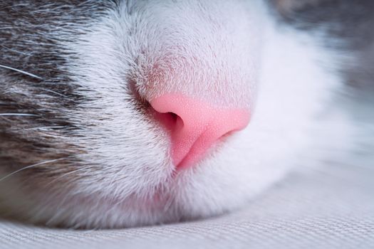 Closeup of pink cat nose. Macro view. High quality photo