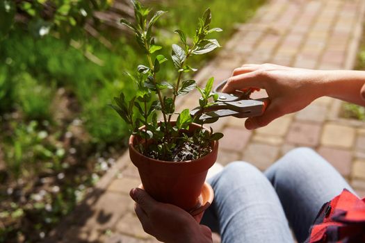 Close-up of woman gardener cutting mint leaves growing in a clay pot with garden shears