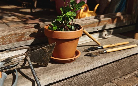 Gardening tools and a clay pot with planted mint leaves lying at the doorstep in a wooden gazebo. Still life