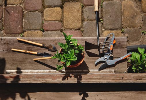 Flat lay composition with gardening tools, garden shears and a clay pot with planted mint leaves lying at the doorstep in a wooden countryside gazebo. Still life