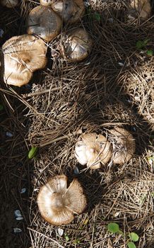 Top view of wildly growing eatable mushrooms in the garden. Flat lay composition