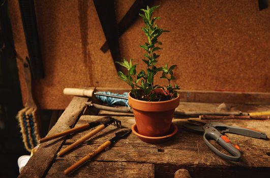 Gardening tools and garden shears lying next to a clay pot with planted mint leaves on a wooden table in a countryside wooden gazebo. Still life