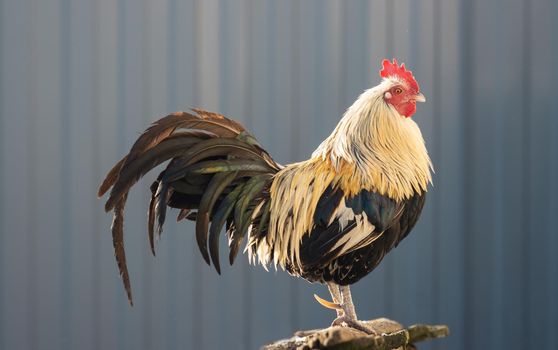 beautiful rooster with a long tail stands erect, farm animals