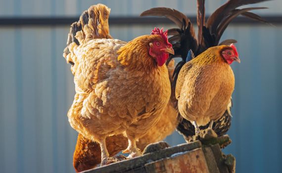 big and small chickens are standing side by side, farm animals