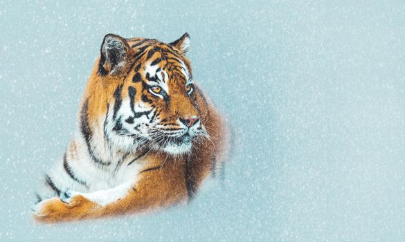 tiger close-up and falling snow, symbol of the year 2022