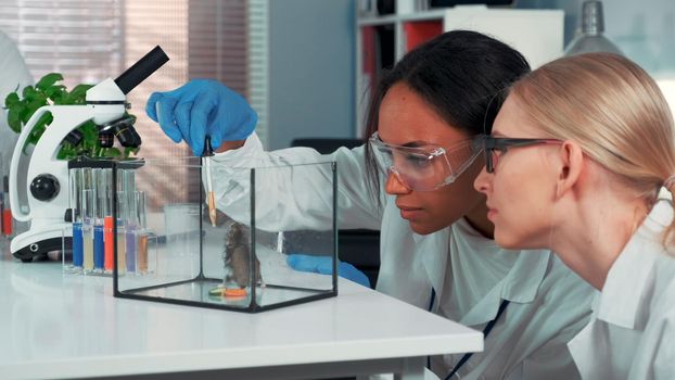 Two multiracial female scientists showing amazement during providing experiment with lab hamster. Black woman using pipette to drink animal with some liquid.