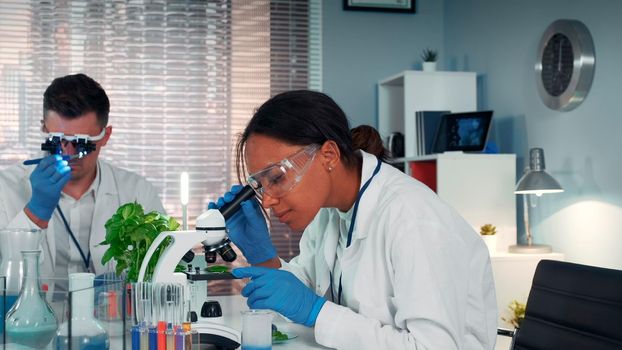 In modern research laboratory black female scientist looking at organic material under microscope while her collegue working in magnifying eyeglasses.