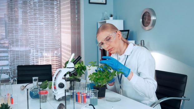 In modern lab research scientist examining the plant in pot with surgical pincers. She is in protective glasses. There are different instruments and lab mice on her table.