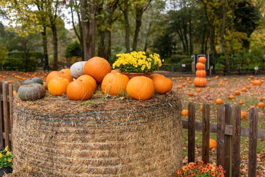 pumpkin in the field, haystacks, autumn