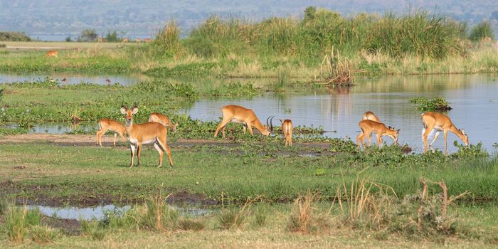 Uganda Kob (Kobus thomasi), National Parks of Uganda