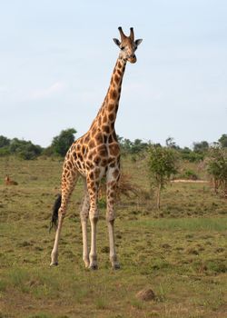 Baringo Giraffe (Giraffa camelopardalis), Murchison Falls National Park, Uganda