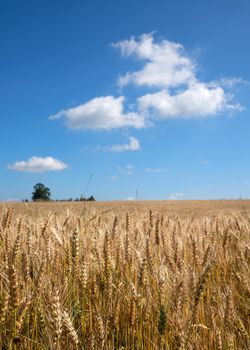 Close up image of a corn field on a sunny day against blue sky