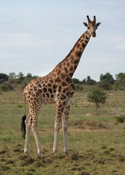 Baringo Giraffe (Giraffa camelopardalis), Murchison Falls National Park, Uganda
