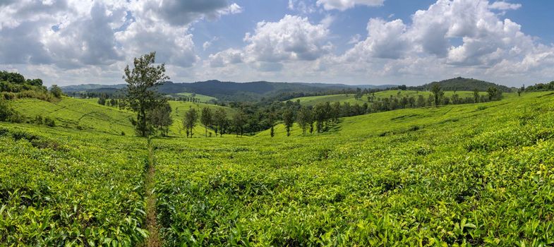 Panoramic image of rural landscape with tea fields, Uganda