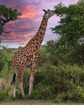 Baringo Giraffe (Giraffa camelopardalis), Murchison Falls National Park, Uganda