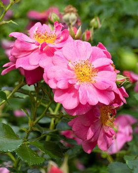 Close up image of rose blossom, bee-friendly flower of summer