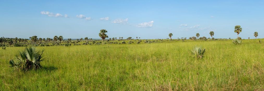 Panoramic scenic view into the landscape of Murchison Falls National Park, Uganda