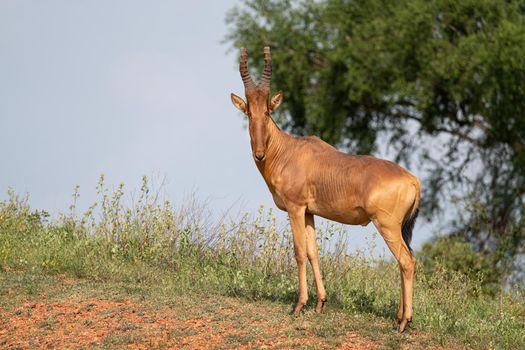 Hartebeest (Alcelaphus lelwel), Murchison Falls National Park, Uganda