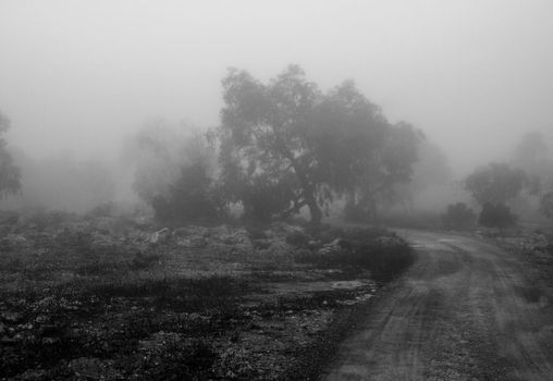 Beautiful and dark Eucalyptus forest covered by fog in the morning in Spain