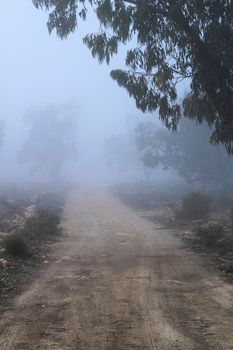 Beautiful and dark Eucalyptus forest covered by fog in the morning in Spain