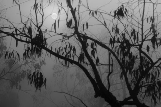 Beautiful and dark Eucalyptus forest covered by fog in the morning in Spain