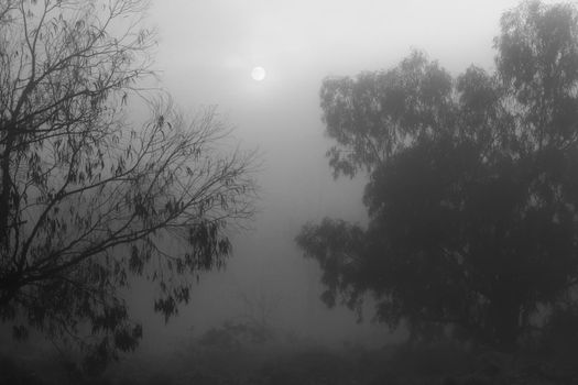 Beautiful and dark Eucalyptus forest covered by fog in the morning in Spain