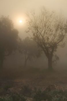 Beautiful and dark Eucalyptus forest covered by fog in the morning in Spain