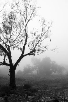 Beautiful and dark Eucalyptus forest covered by fog in the morning in Spain