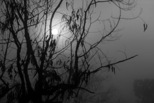 Beautiful and dark Eucalyptus forest covered by fog in the morning in Spain