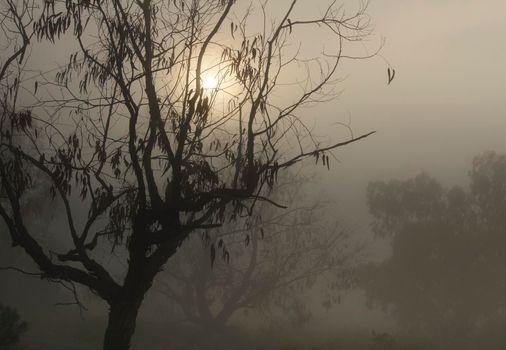 Beautiful and dark Eucalyptus forest covered by fog in the morning in Spain