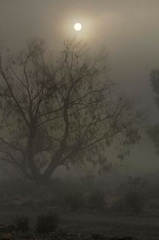 Beautiful and dark Eucalyptus forest covered by fog in the morning in Spain