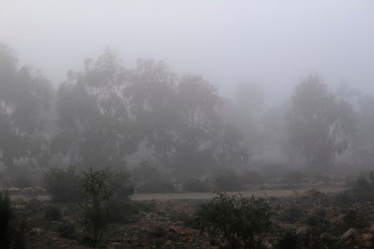 Beautiful and dark Eucalyptus forest covered by fog in the morning in Spain