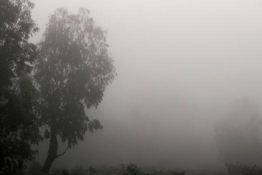 Beautiful and dark Eucalyptus forest covered by fog in the morning in Spain
