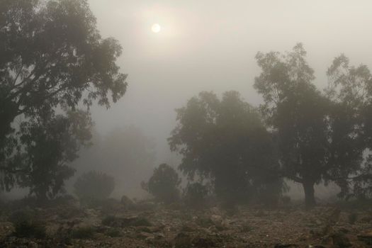 Beautiful and dark Eucalyptus forest covered by fog in the morning in Spain
