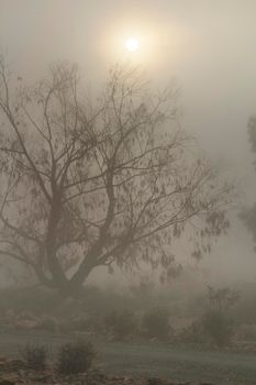 Beautiful and dark Eucalyptus forest covered by fog in the morning in Spain