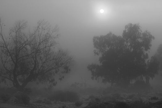 Beautiful and dark Eucalyptus forest covered by fog in the morning in Spain