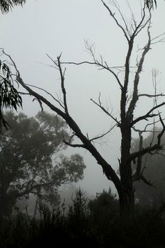 Beautiful and dark Eucalyptus forest covered by fog in the morning in Spain