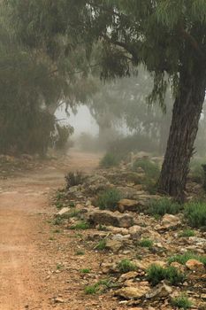 Beautiful and dark Eucalyptus forest covered by fog in the morning in Spain