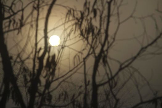 Beautiful and dark Eucalyptus forest covered by fog in the morning in Spain
