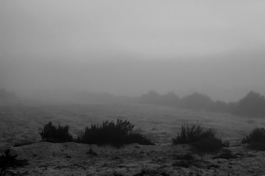 Beautiful and dark Eucalyptus forest covered by fog in the morning in Spain