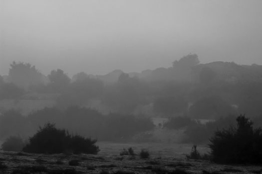 Beautiful and dark Eucalyptus forest covered by fog in the morning in Spain