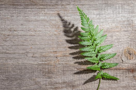 Fern leaf with hursh shadow on wooden background. Top view, space for text