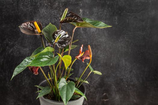 Black Queen Anthurium Andreanum over dark background. Flamingo Flower popular house plant of rare color