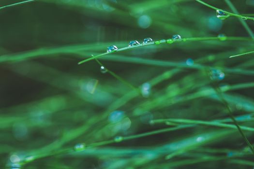 Nature Background with Fresh green grass with dew drops closeup